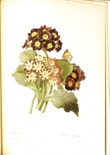 Redouté fruits and flowers 12/24